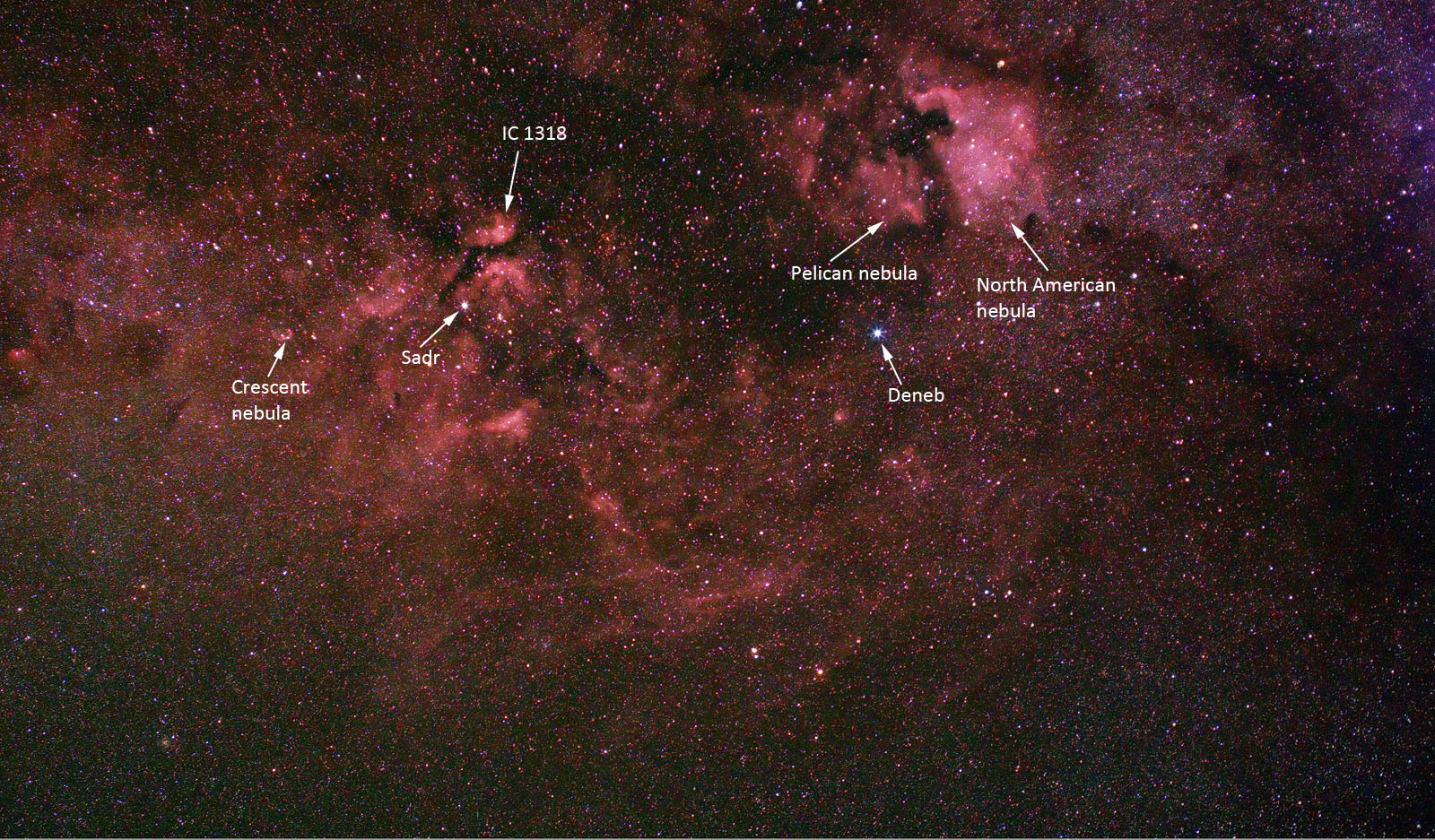 Cygnus