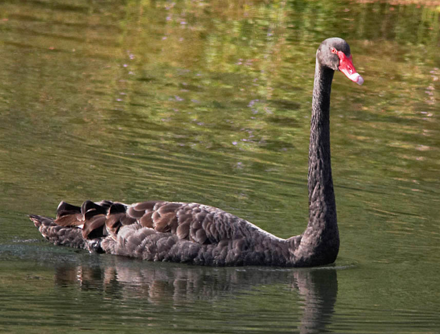 bird_bswan_c9050