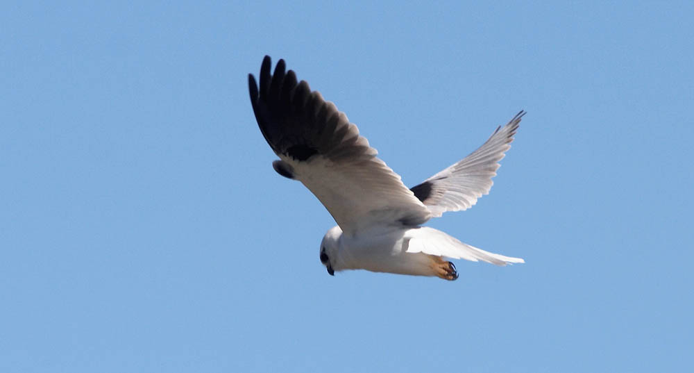 bird_kitebs_c9264