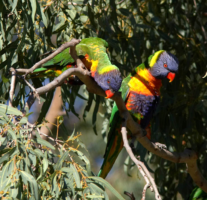 bird_rlori_c9289