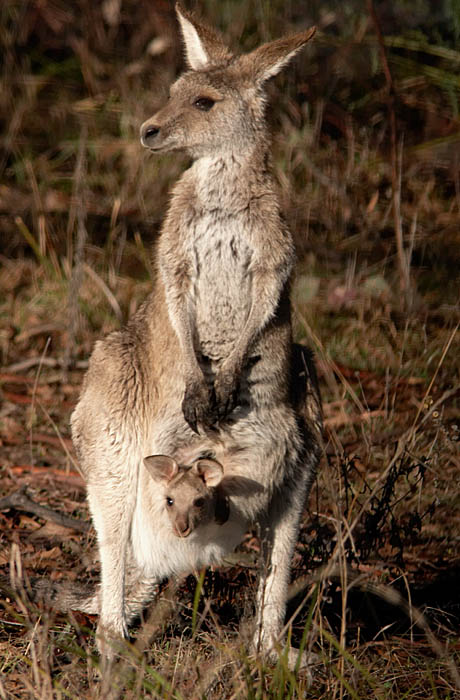 roo_c9171