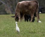 bird_cegret_c9115