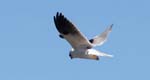 bird_kitebs_c9264