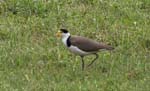 bird_masklap_c9117