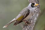 bird_noismin_8983