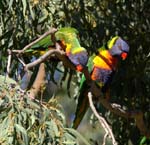 bird_rlori_c9289
