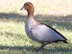 bird_wduck_c8587