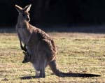 roo_c9169