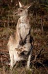 roo_c9171