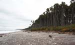nz_westcoast_cx9107