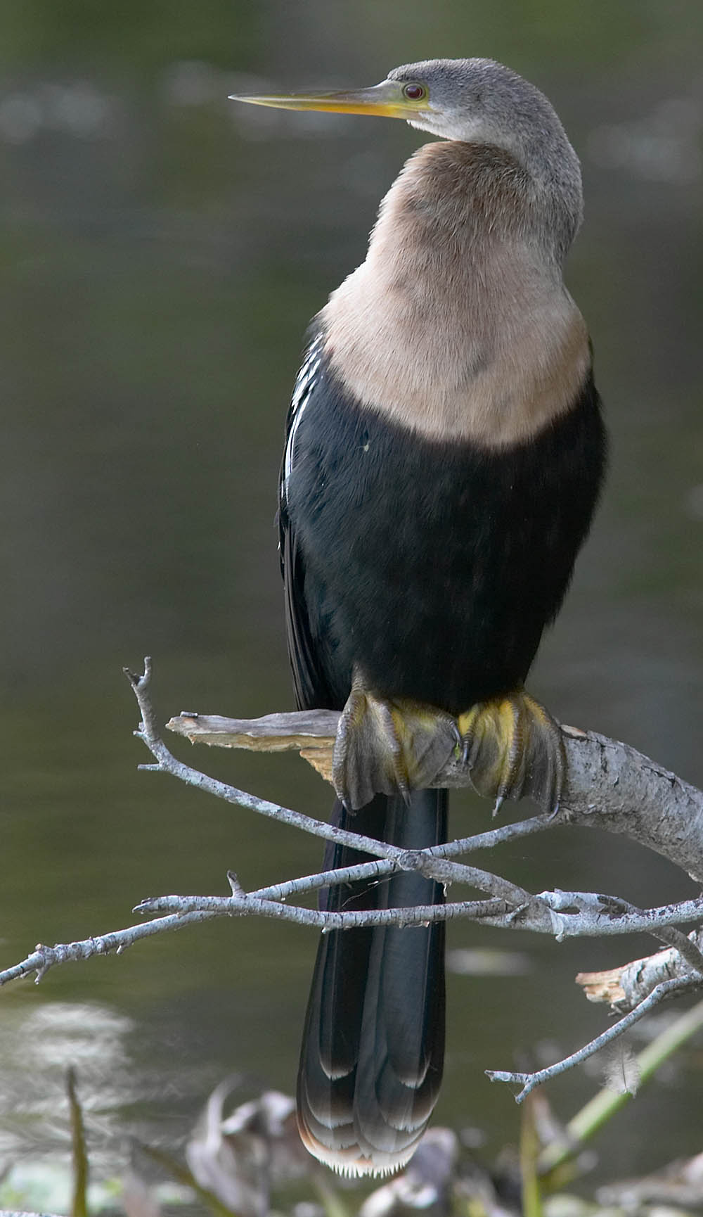 anhinga_S1677