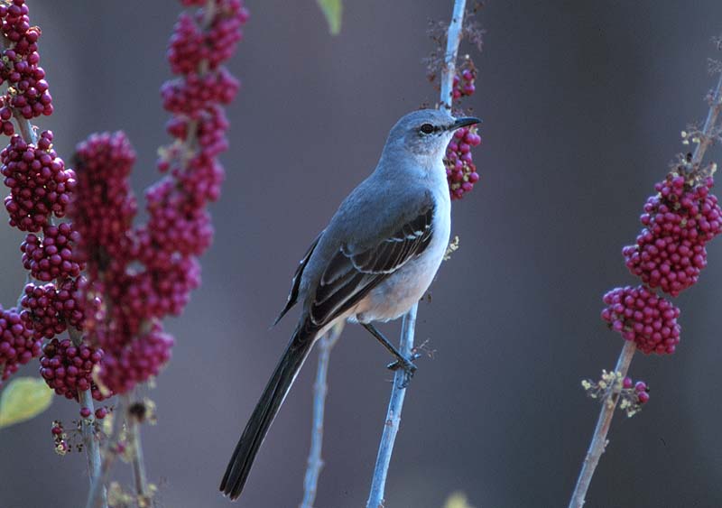 mocking_bird_01