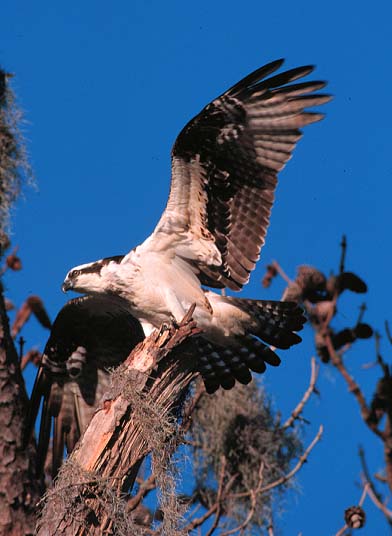 osprey_01