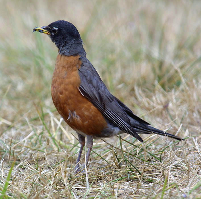 robin_c2449m