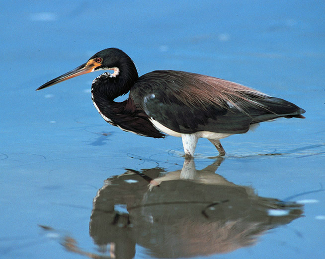 tricolored_heron
