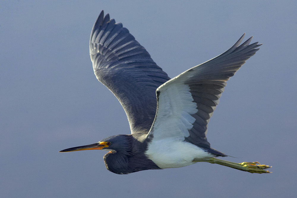 tricolored_heron_GV2S9429