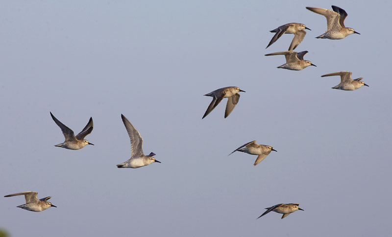 western_sandpiper_GV2S9259