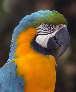 blue_and_gold_macaw