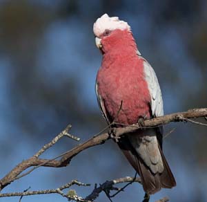 galah_c8716