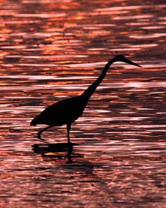 great_egret_reflect