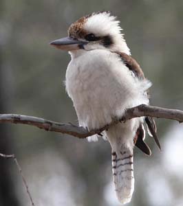 kookaburra_c8975