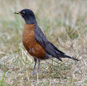 robin_c2449m