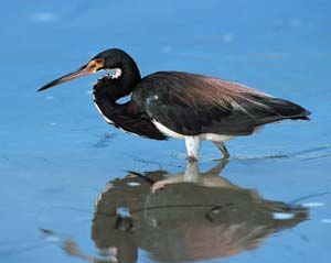 tricolored_heron